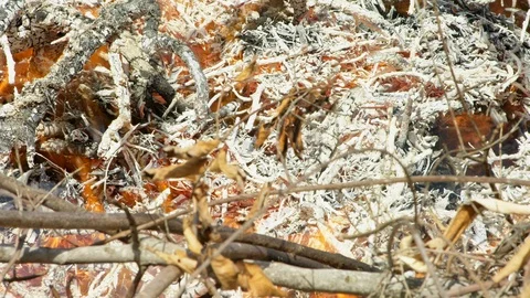 Close-Up, Lockdown, 10 Seconds Or Greater, Outdoors, Day, Heat, The End, Ash, Video stock 94047114
