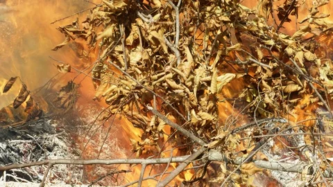 Close-Up, Lockdown, 10 Seconds Or Greater, Outdoors, Day, Heat, The End, Branch, Stock-Footage 94047396