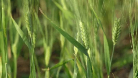 Close-Up, Lockdown, 10 Seconds Or Greater, Outdoors, Day, Agriculture, Rural Stock Footage 94049154