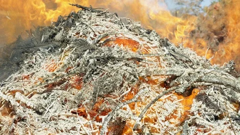 Close-Up, Lockdown, 20 Seconds Or Greater, Outdoors, Day, The End, Heat, Ash, Video stock 94047164