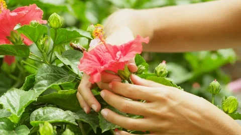 Close-Up, Lockdown, 20 Seconds Or Greater, Flower, Indoors, Day, Focus On Stock Footage 94079329