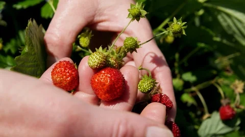 Close-Up, Lockdown, 20 Seconds Or Greater, Outdoors, Day, Agriculture, Organic, Video stock 94228327