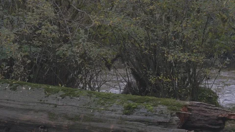 Close Up/Lockdown: Black Bear Walking Behind Stump and Trees By River in Bella Stock Footage 106341319