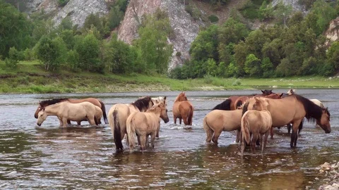 Close-up lockdown: herd of horses resting in a shallow river Stock Footage 115267122