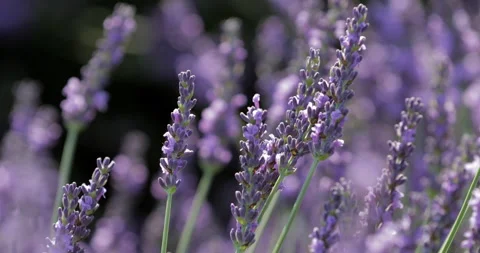 Close-up Lockdown: Lavender flowers on field during sunny day - Valensole Proven Stock Footage 149649379