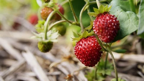 Close-Up, Lockdown, Less Than 10 Seconds, Outdoors, Day, Organic, Freshness, Stock Footage 94008954
