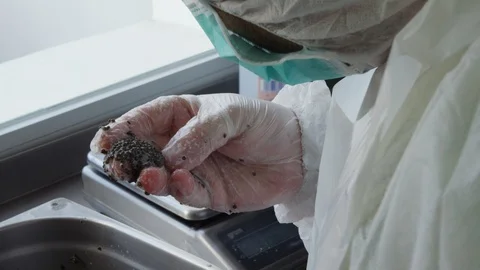 Close-Up, Lockdown, Less Than 10 Seconds, Hygiene, Protective Workwear, Indoors, Stock Footage 94096815