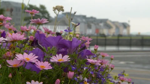 Close-up lockdown shot of fresh flowers blooming by street with vehicles in city Stock Footage 129225590