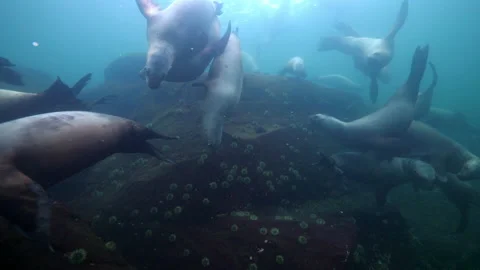 Close-Up Lockdown Shot Of Seals Swimming By Wild Plants Underwater - British Stock Footage 154822508