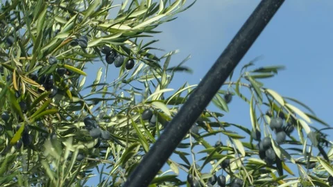 Close-Up, Lockdown, Slow Motion, 20 Seconds Or Greater, Outdoors, Day, Stock Footage 95861312