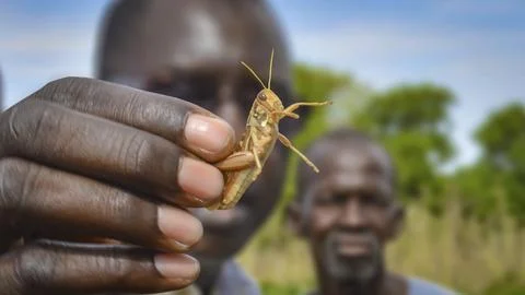 Close-up of a locust presented by a man in a blurred background Stock Photos