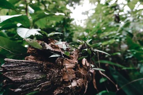 Close up of a log of green tree lying down in the forest during sunset with.. Stock Photos