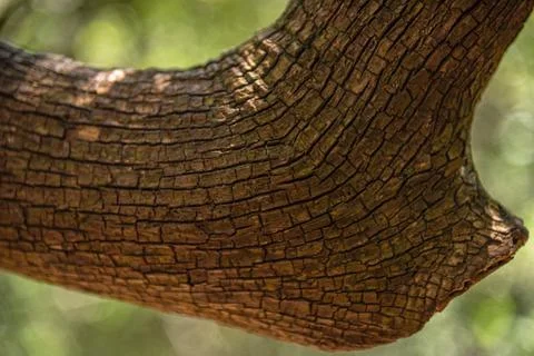 Close-up of a log or trunk tree texture Stock Photos