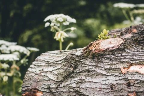 Close up of log with plants in the background Stock Photos