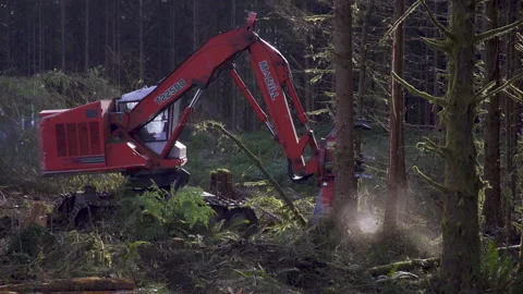 A close up on a logging machine cutting a tree and moving it. Video stock 229199042