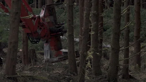 A close up of a logging machines saw cutting a tree Video stock 229199558
