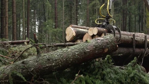 CLOSE UP: Logging truck working in the spruce forest collecting the harvest Stock Footage 73359556