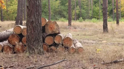 Close-up of logs in the forest area Stock-Footage 347388530