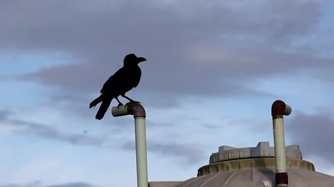 Close-up of a lone crow perched on a rooftop PVC pipe Stock Footage 317238154