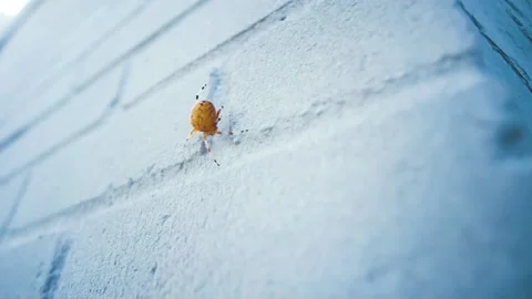 Close Up of Lone Orange Spider Stock Footage 144859364