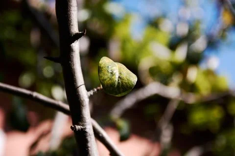 Close-up of a lone pear tree leaf hanging on a slender autumn branch Stock Photos