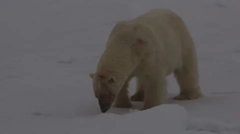 Close on lone polar bear on pack ice Stock Footage 48242745