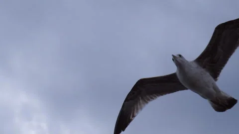 Close up of Lone Seagull soaring above. Background the cloudy sky. Slow motion Stock Footage 250328448