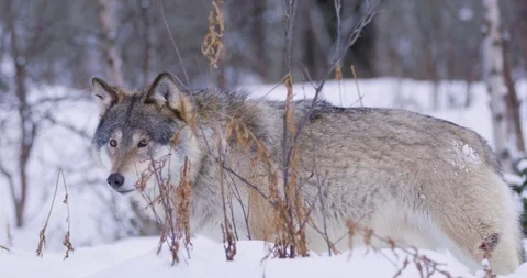 Close-up of a lone wolf patrolling pack territory Stockbeeldmateriaal 95289335