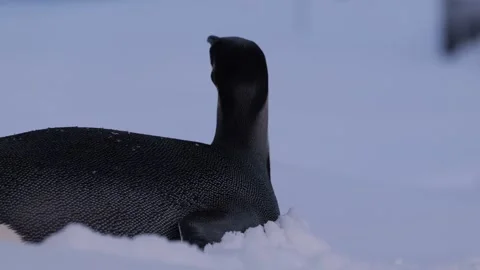 Close-up of a lone young emperor penguin near Vernadsky Stock-Footage 321611161