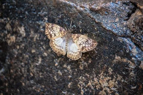 Close-up of a lonely butterfly on rocks Stock Photos