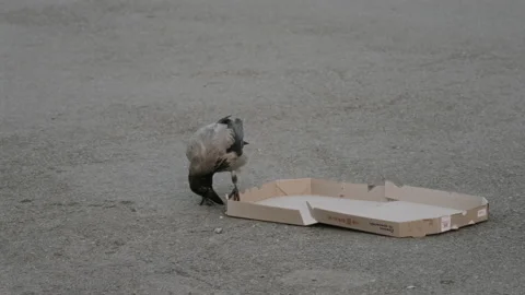 Close-up, Lonely Crow Trying to Close an Empty Pizza Box Lying on the Sidewalk Stock Footage 159167330