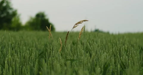 Close up of lonely dry stem of grass in a green field of unripe wheat Stock Footage 218863736