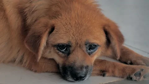 Close-up of lonely stray dog lying on the floor in shelter, suffering hungry Stock Footage 163818936