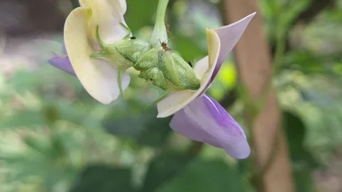Close-up long bean flower with ant Stock Footage 320099217