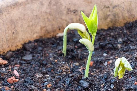 Close-up of long bean seeds sprouting from compost dirt soil Foto stock