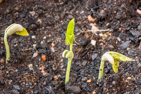 Close-up of long bean seeds sprouting from compost dirt soil Stock Photos
