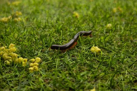 Close-up of a long centipede crawling on the green grass. Photos of insects.. Stock Photos