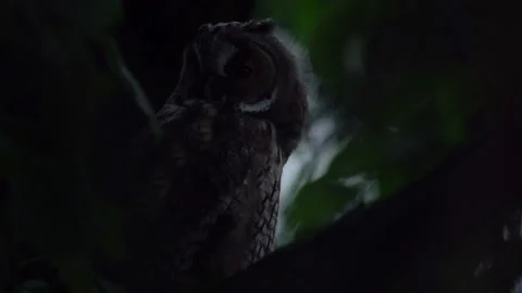 Close up of long eared owl (Asio otus) looking around on branch. Stock Footage 144100929