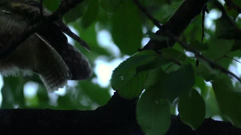 Close up of long eared owl (Asio otus) group stretching. Stock Footage 144399802
