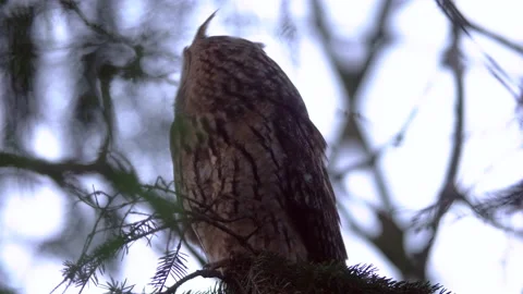 Close up long eared owl (Asio otus) group gazing bizarrely and sitting on branch Stock Footage 144650582