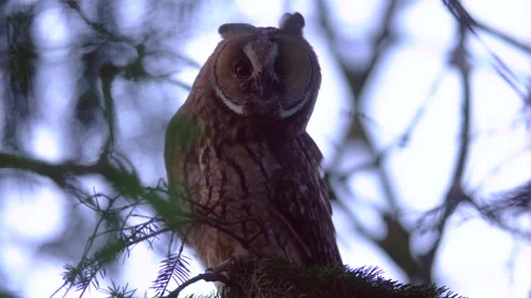 Close up long eared owl (Asio otus) group gazing bizarrely and sitting on branch Stock Footage 144651279