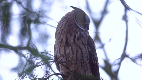 Close up of long eared owl (Asio otus) gazing and sitting on branch. Stock Footage 144652059