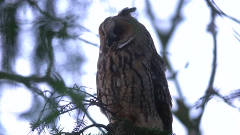 Close up of long eared owl (Asio otus) gazing and sitting on branch. Stock Footage 144652452