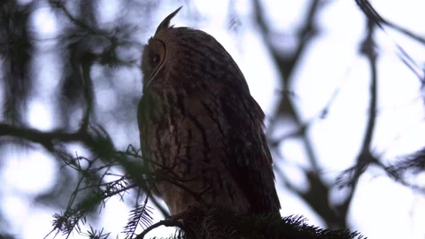 Close up of long eared owl (Asio otus) gazing and sitting on branch. Stock Footage 144653386