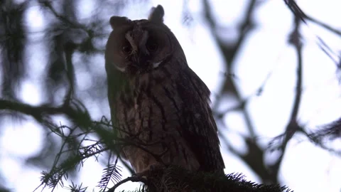 Close up of long eared owl (Asio otus) gazing and sitting on branch. Stock Footage 144653851