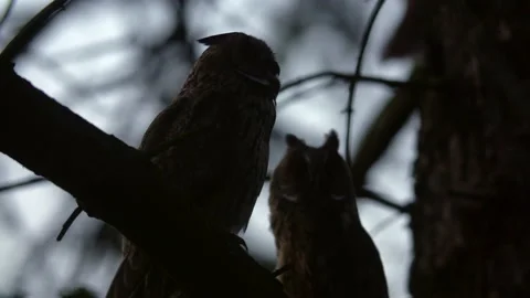 Close up long eared owl (Asio otus) group gazing bizarrely and sitting on branch Stock Footage 144656761
