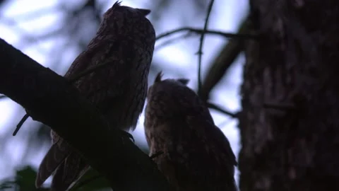 Close up long eared owl (Asio otus) group gazing bizarrely and sitting on branch Stock Footage 144657151