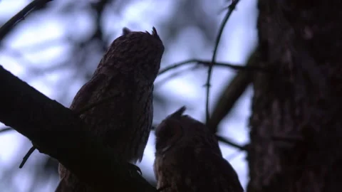 Close up long eared owl (Asio otus) group gazing bizarrely and sitting on branch Stock Footage 144660185