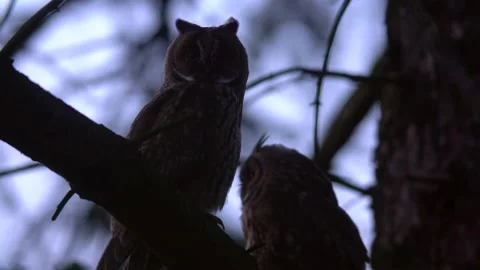 Close up long eared owl (Asio otus) group gazing bizarrely and sitting on branch Stock Footage 144661420