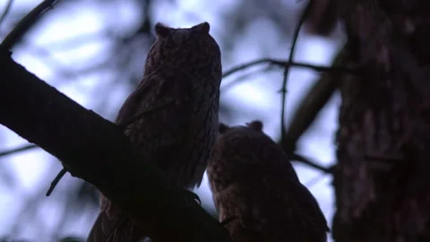 Close up long eared owl (Asio otus) group gazing bizarrely and sitting on branch Stock Footage 144664442